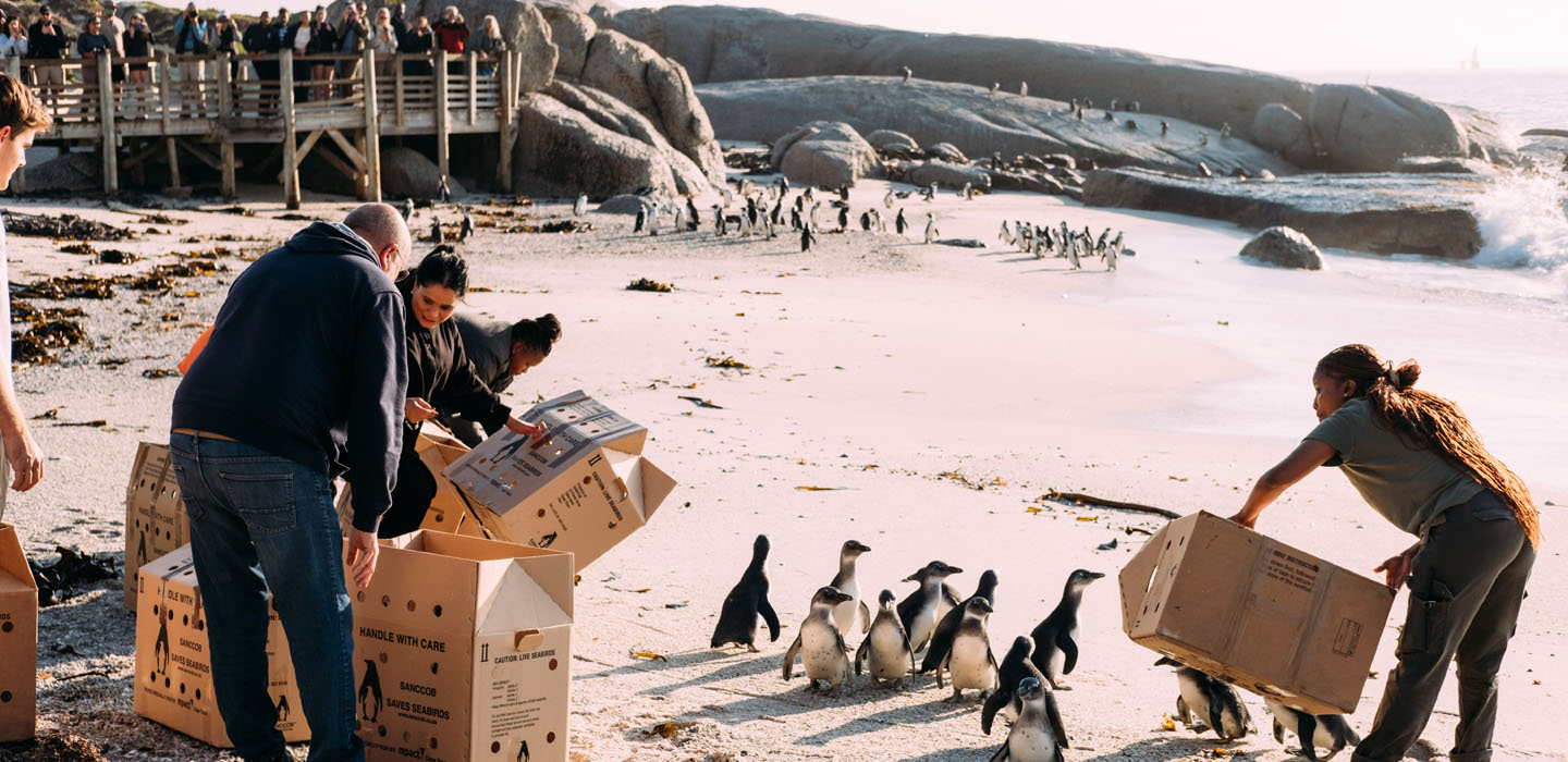 Why the Spirit Foundation supports SANCCOB to save the wonderful and wonderous African penguin